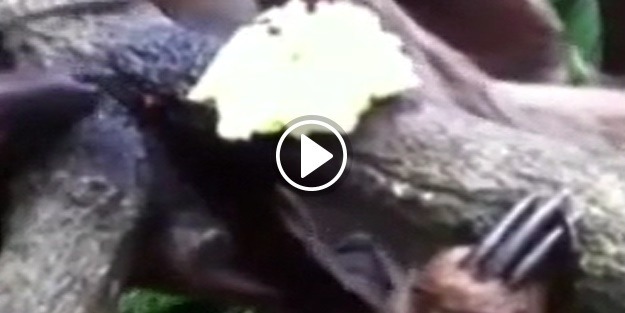 Tembel hayvan yemeğini kaptırdı