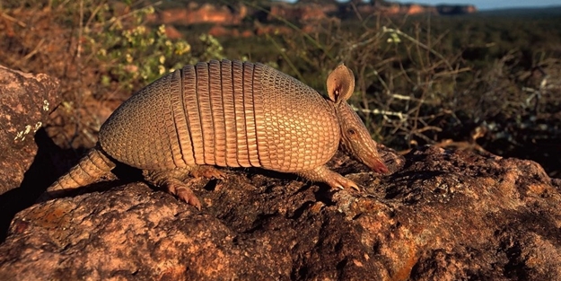 Tembellikleriyle sizi şaşırtacak 8 hayvan - FOTO