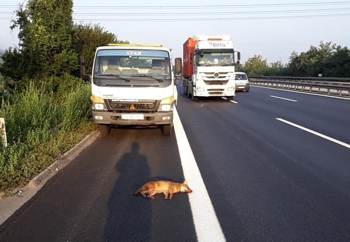 TEM’de, çekicinin çarptığı tilki telef oldu 
