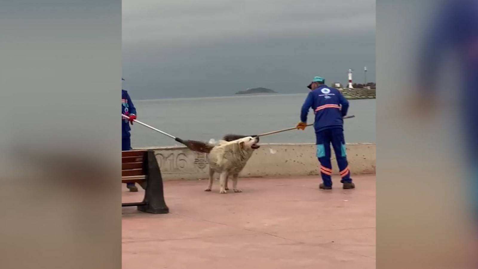 Temizlik personeli ve köpeğin yürekleri ısıtan görüntüsü