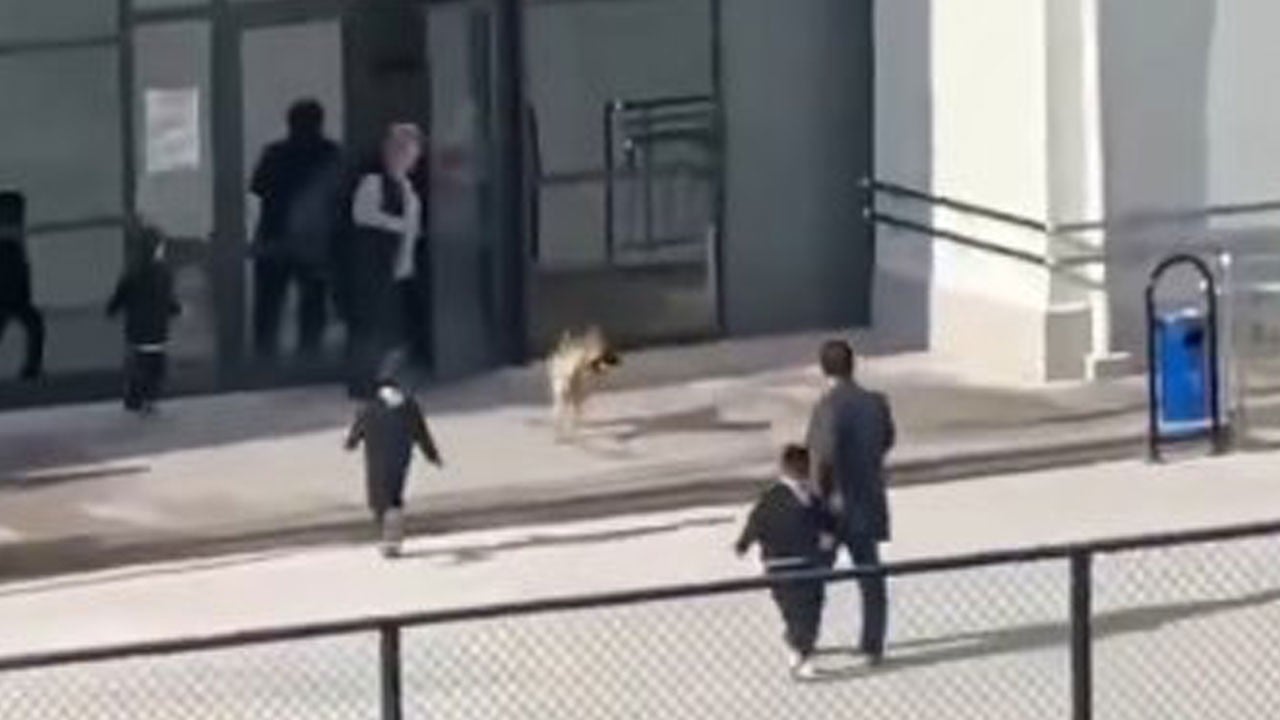 Teneffüste panik! Başıboş köpek okul bahçesine girdi