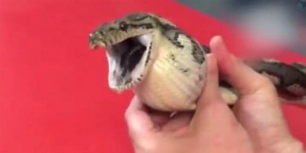 Tenis topu yutan yılan böyle kurtarıldı