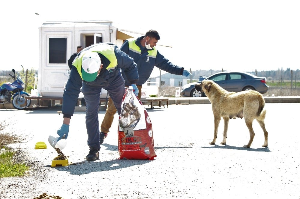 Tepebaşı sokak hayvanlarını beslemeye devam ediyor 