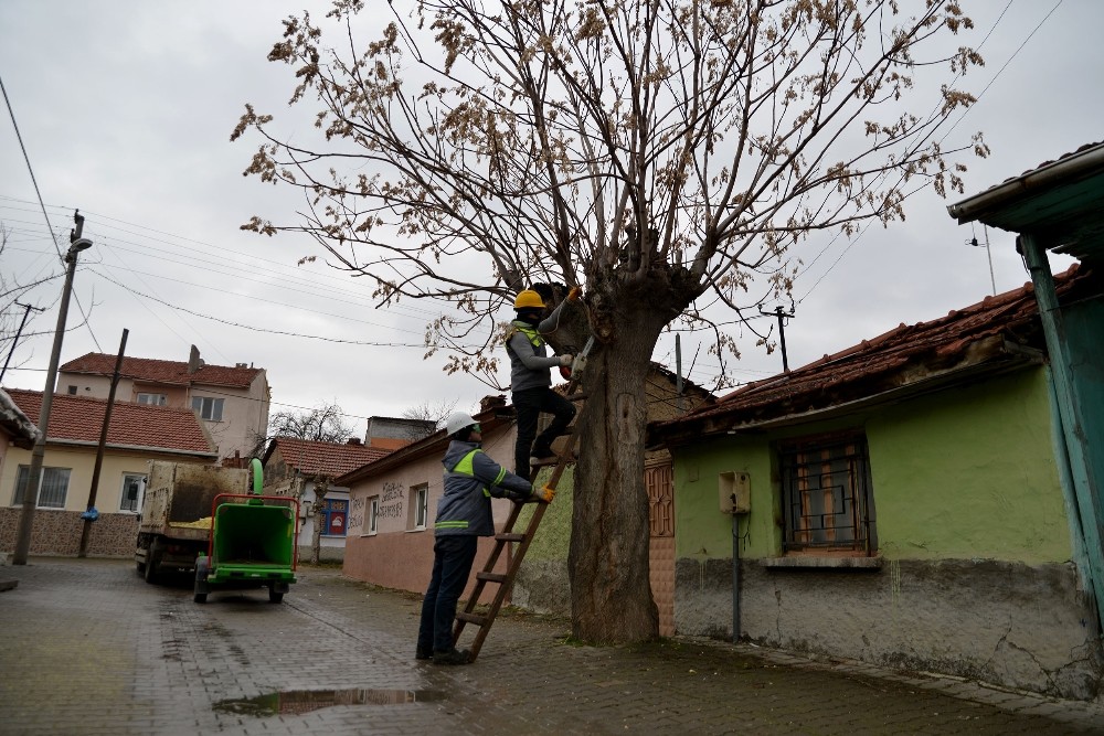 Tepebaşı’nda ağaçlar budanıyor 
