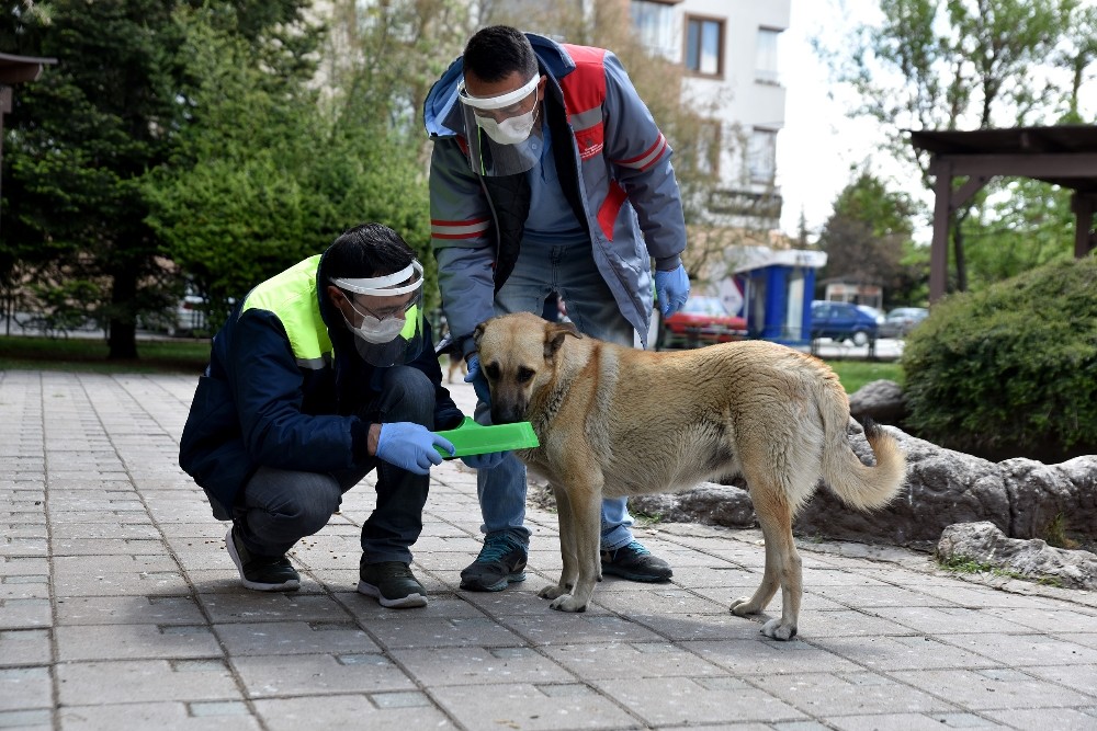 Tepebaşı’nda sokak hayvanları için mama bırakıldı 