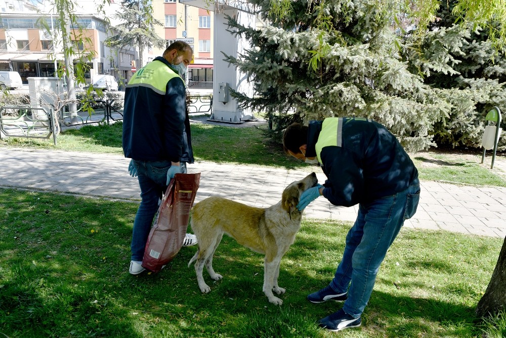 Tepebaşı’ndaki sokak hayvanlarının imdadına yetişiyorlar 