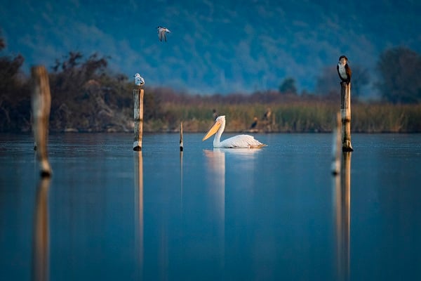 Tepeli pelikanlardan görsel şölen