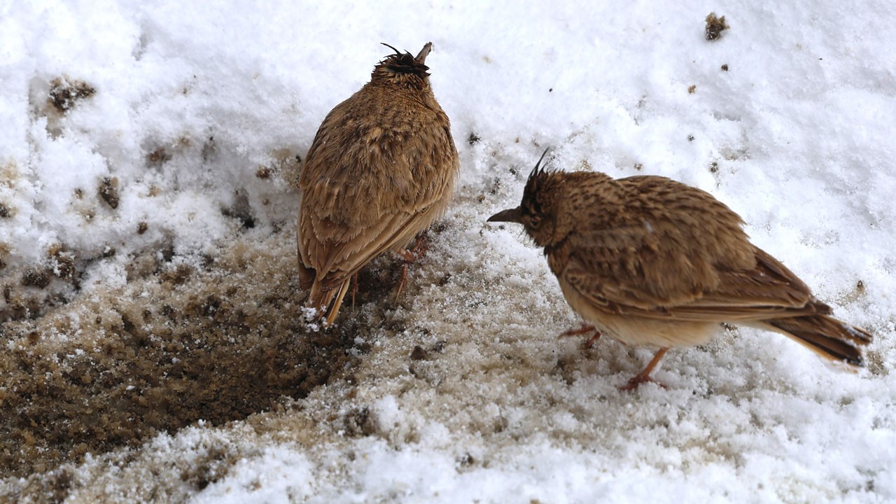 Tepeli toygarların karla zorlu sınavı