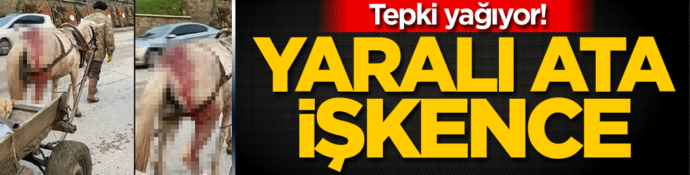 Tepki yağıyor! Yaralı ata işkence