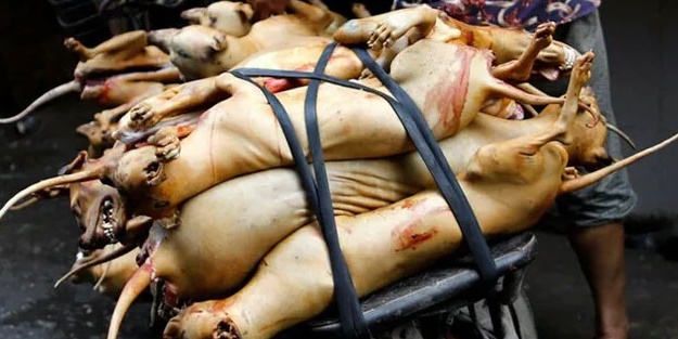 Tepkilere rağmen başladı! Mide bulandıran görüntüler