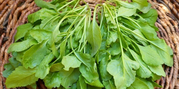 Tere hangi hastalıklara iyi geliyor? Vitamin deposu terenin mucizevi faydaları...