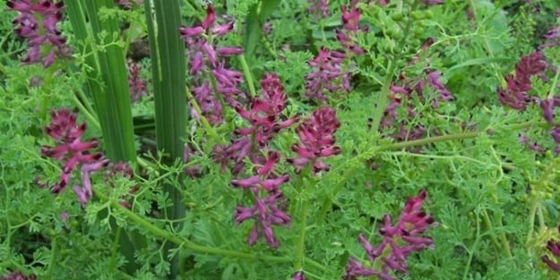 Tansiyonunuz mu var? Öyle ise şahtere