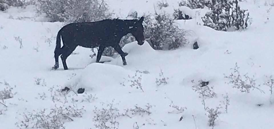 Terk edilen hayvanlar koruma altına alındı 