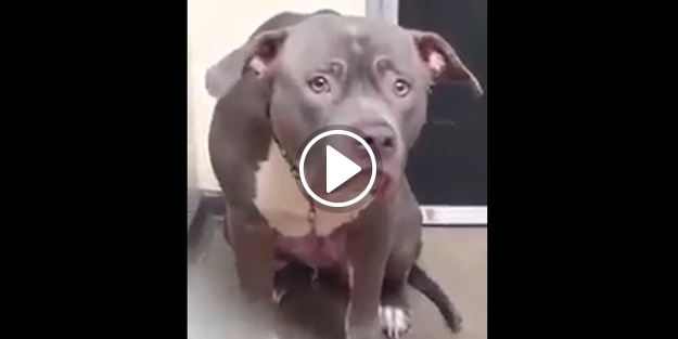 Terk edilen köpeğin yürek burkan görüntüsü