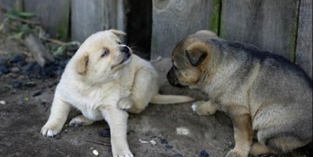 Terkedilen yavru köpeklere belediye sahip çıktı