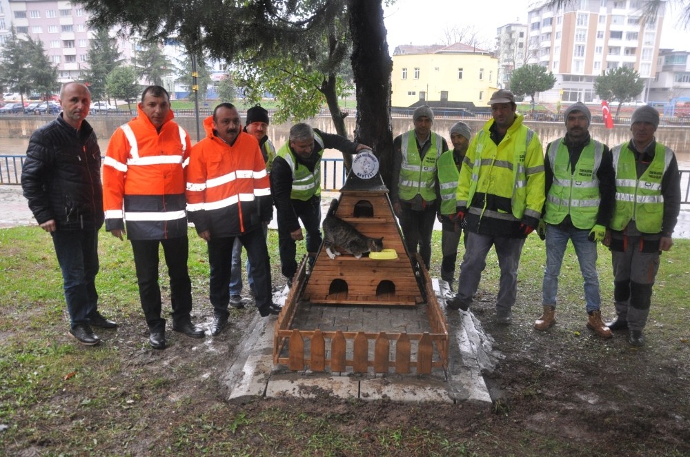 Terme’de kedilere sıcak yuva 