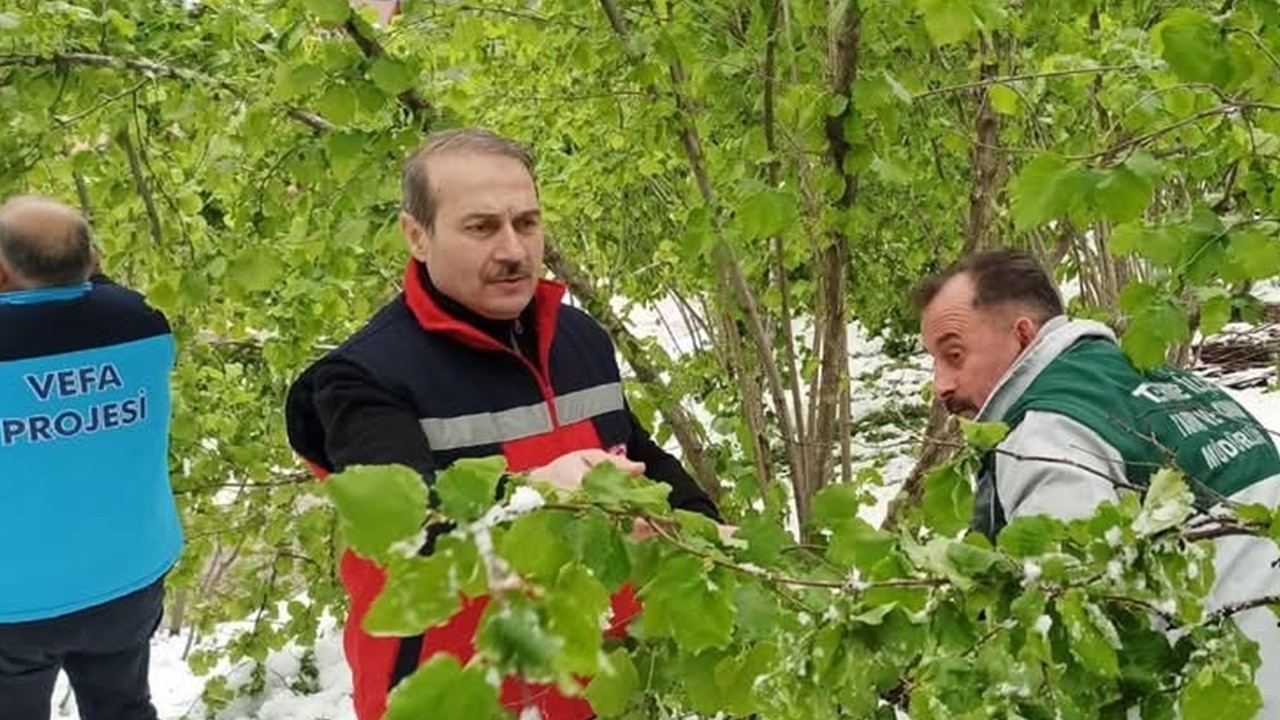 Terme’de zirai don sonrası hasar tespiti başlatıldı