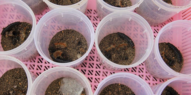 Terminatör böcekler görevde