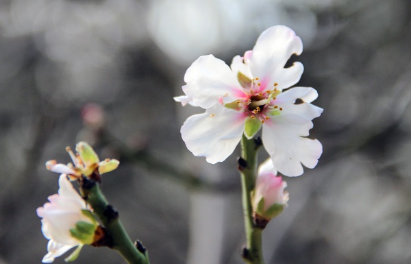 Termometreler 21 dereceyi gösterdi! O ilimizde ağaçlar çiçek açtı