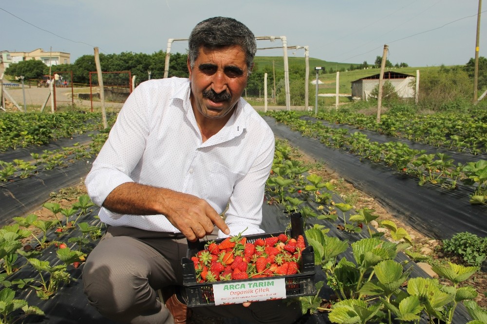 Terör bitti, Diyarbakır’da çiftçiler tarlaya indi 