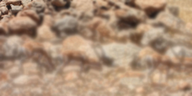 Terörden temizlenen Cudi Dağı'nda bakın neler dolaşıyor! Herkes şaşkın