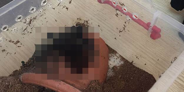 Operasyonda ele geçirilen 15 örümcek şok etti!