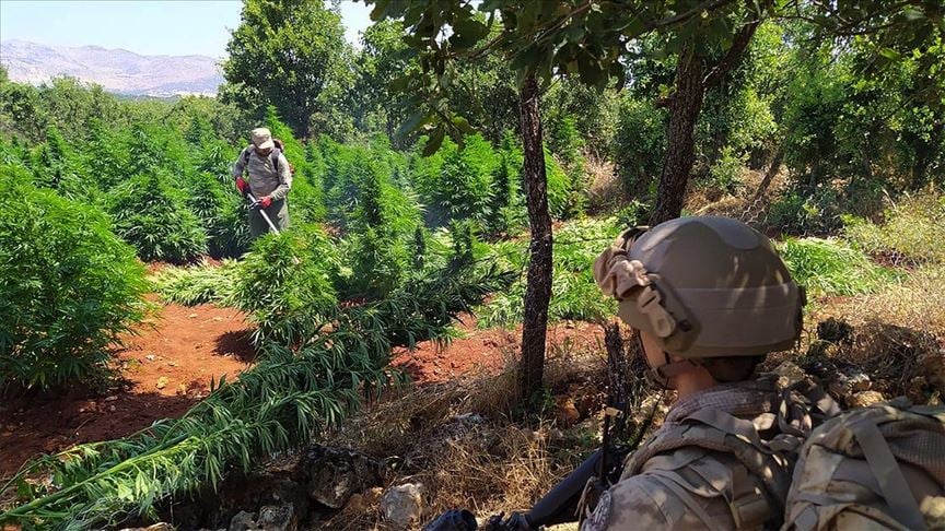 Terör örgütü PKK Doğu ve Güneydoğu'da vatandaşları uyuşturucu üretimine teşvik etmiş