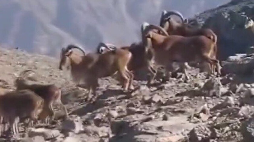 Terörden temizlenen İkiyaka’da artık dağ keçileri geziyor