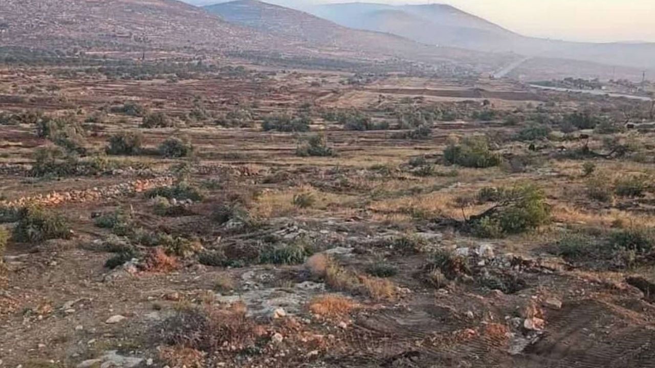 Teröristler 10 bin zeytin ağacını söktü!