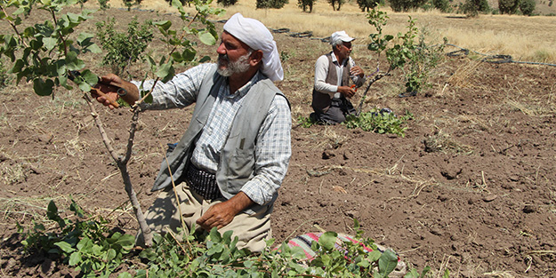 Teröristlerin kol gezdiği yerlerde şimdi fıstık yetiştiriliyor!