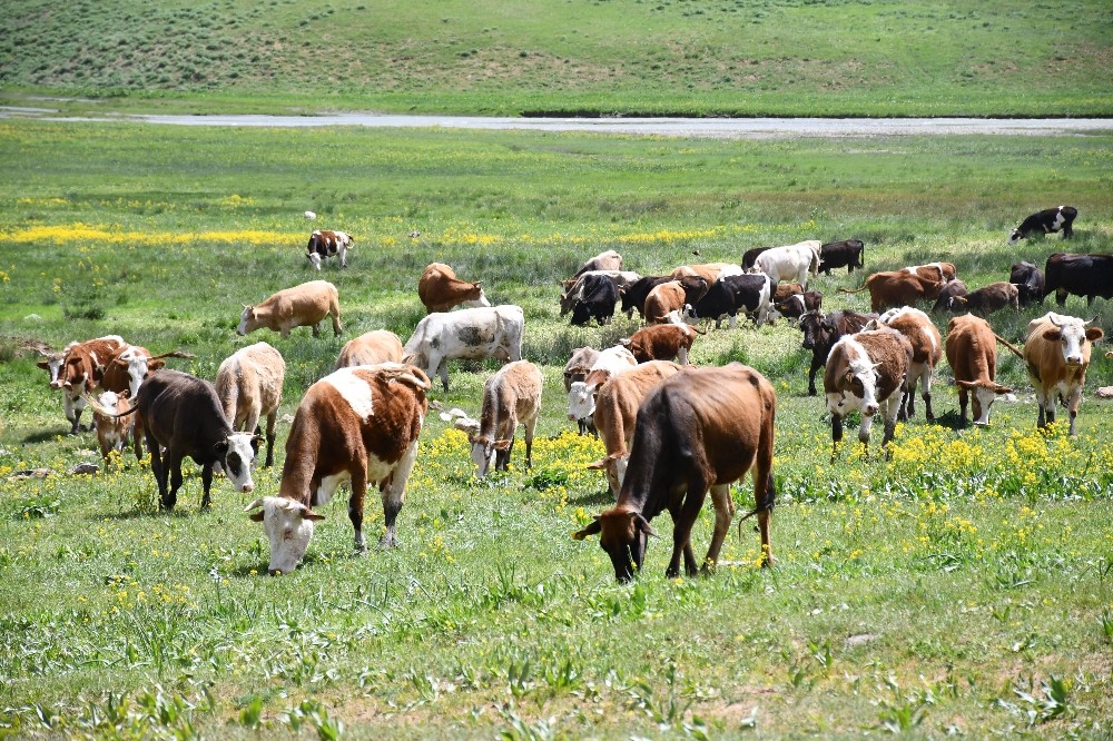 Terörün kökü kazındı, yaylalar şenlendi 