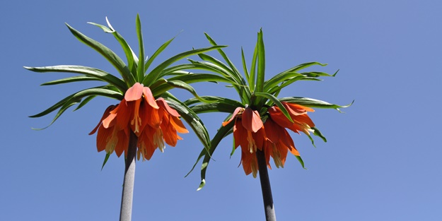 Ters laleler fotoğrafçıların rotası oldu