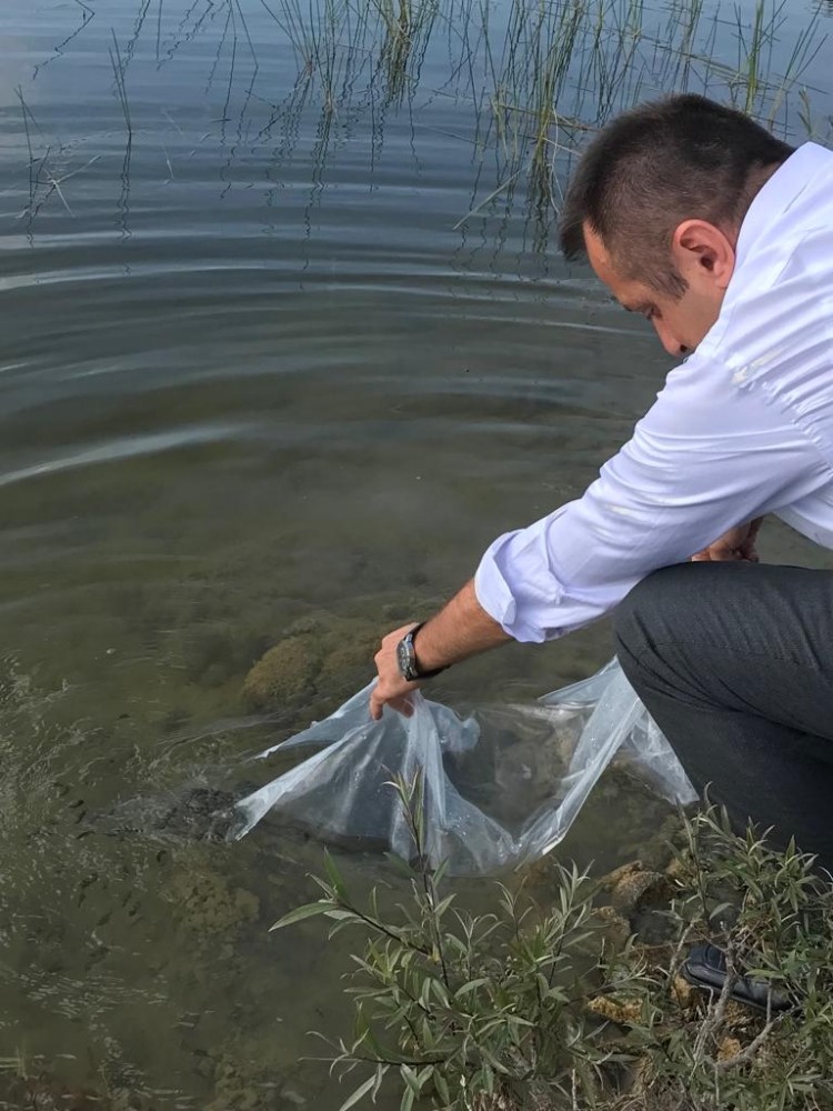 Terzi Göletine 4 bin sazan yavrusu bırakıldı 
