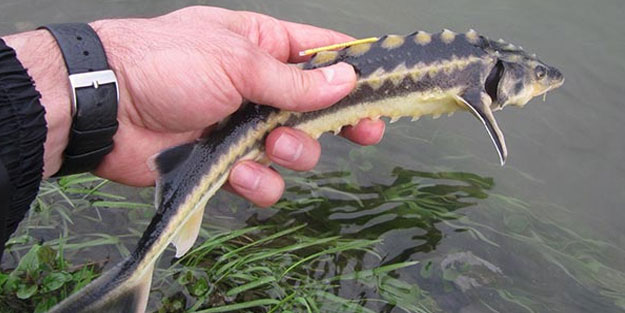 'Tesadüfen yakalarsanız denize bırakın'
