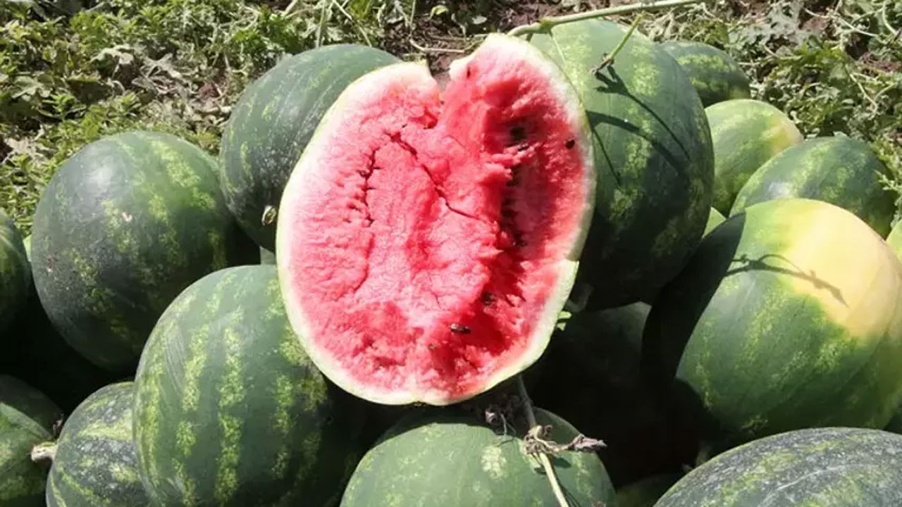 Tescilli Adana karpuzunda hasat başladı! Bakın kilogram fiyatı ne kadar
