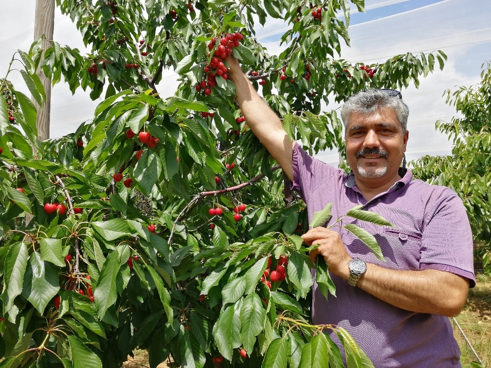Tescilli Salihli kirazının, Avrupa ve uzak doğu yolculuğu başladı 