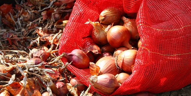 Tescilli soğanda 3 bin ton rekolte bekleniyor