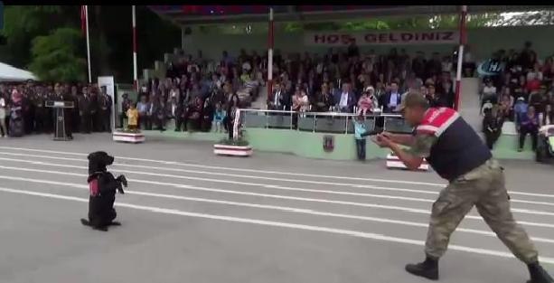 Teslim olan köpek herkesi şaşırttı