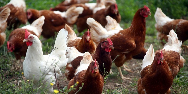 Tespit edildi! ABD'de alarm