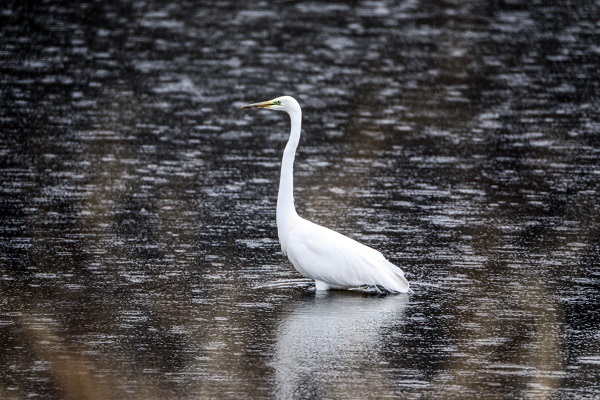 Tespit edilen kuş türlerine yenisi eklendi