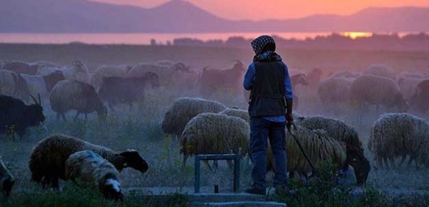 Teşvik işe yaradı, çoban istihdamı arttı