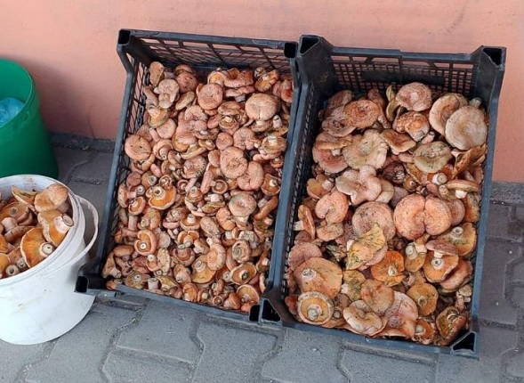 Tezgahlar dolmaya başladı! Kilosu 250 lira