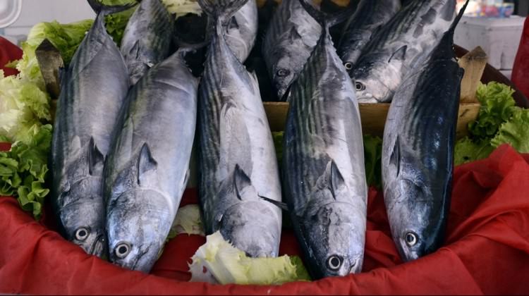 Tezgahlar palamutla hareketlendi