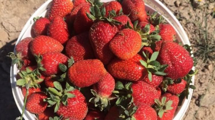 Tezgahlara çıkmadan alıcı buluyor