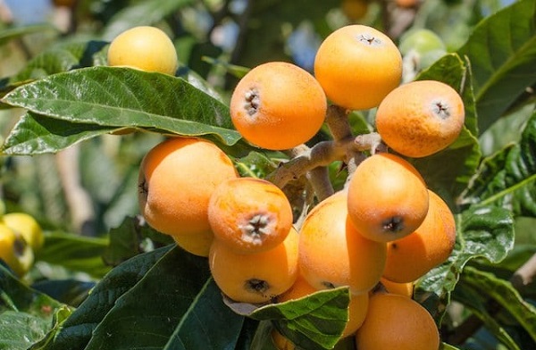 Tezgahlara 'merhaba' diyen malta eriğinin faydalarını biliyor musunuz?