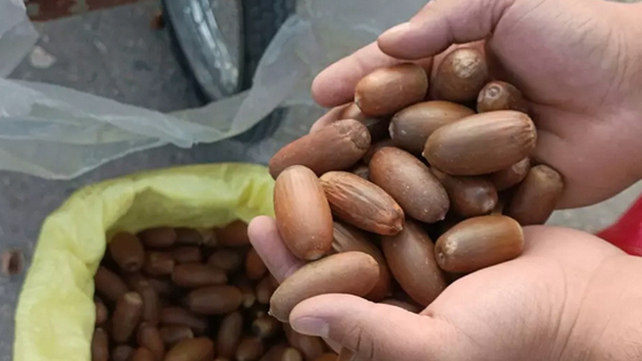 Tezgahta yerini aldı! Siirt’te kestane yerine "meşe palamudu: Şeker hastalığına birebir iyi geliyor