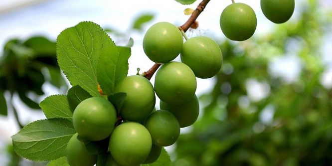 Rusya'ya can eriği ve kayısı ihracatı