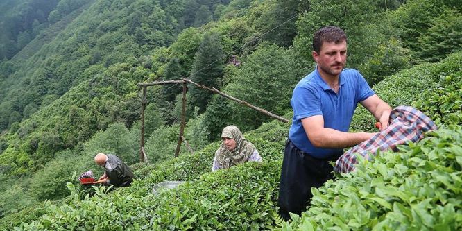 Yaş çayda taban fiyat açıklaması