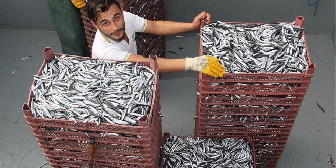 Hamsi ihracatı yüzleri güldürdü