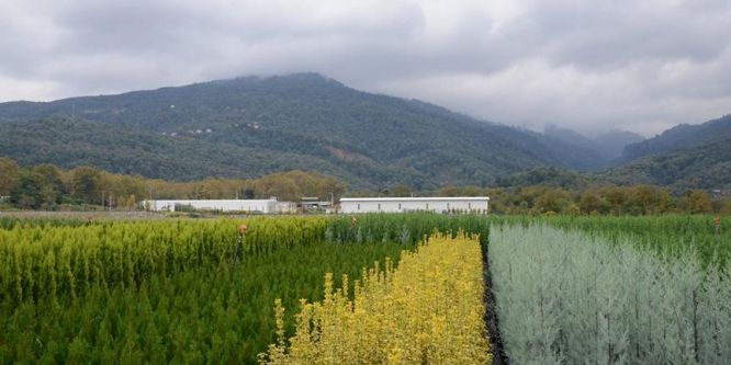 Türkiye, Azerbaycan'a fidan ihraç edecek